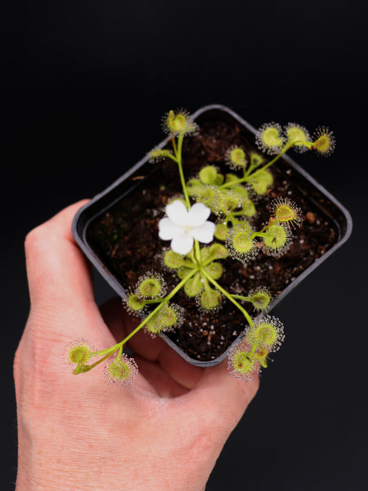 Drosera rupicola "Golden Green"