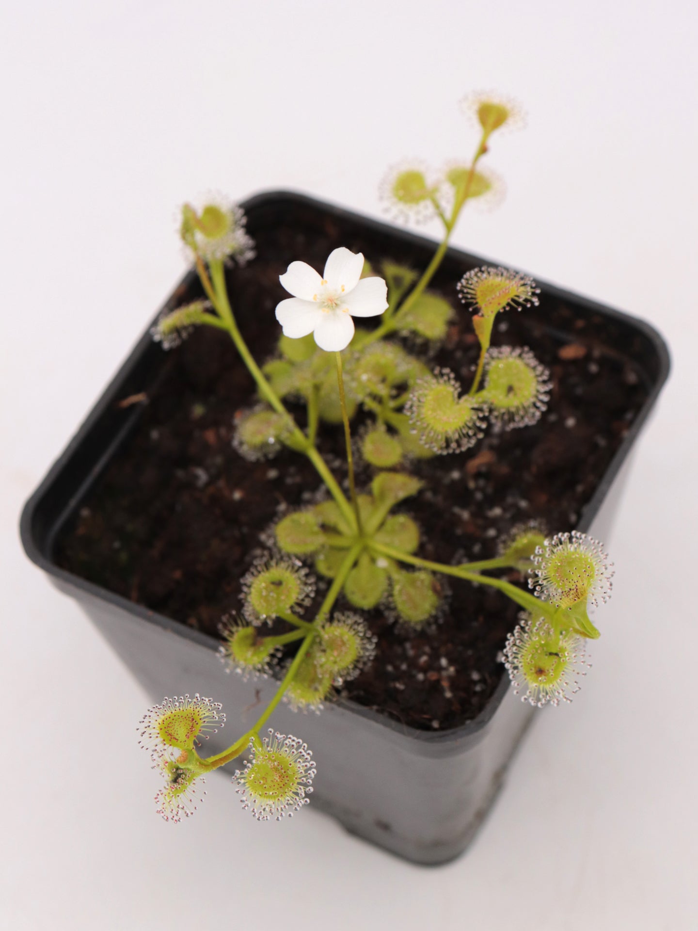Drosera rupicola "Golden Green"