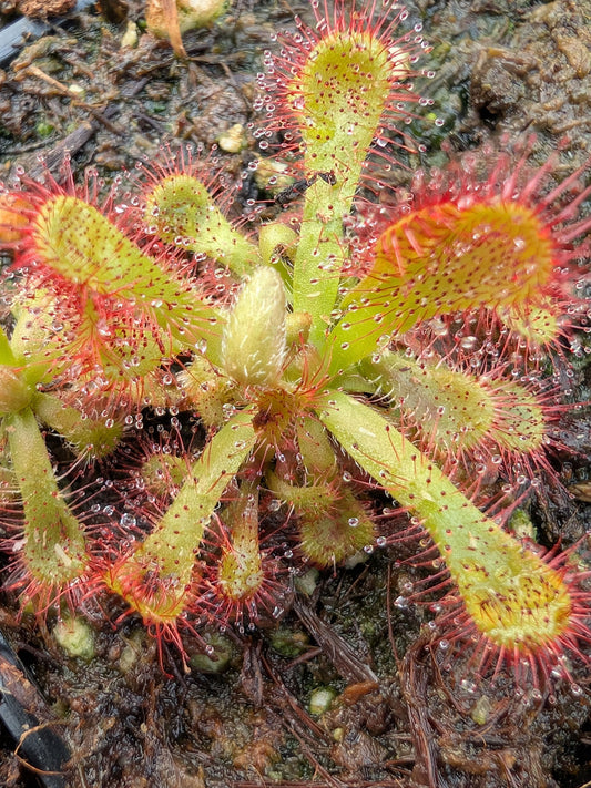 Drosera venusta Port Elizabeth, RSA
