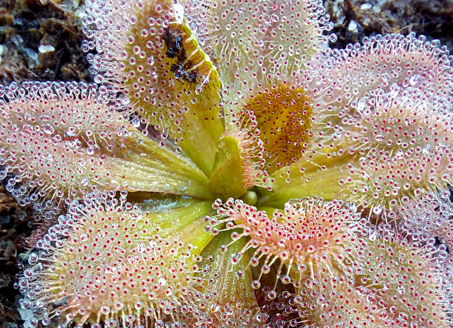 Drosera aberrans Jessica Ruby