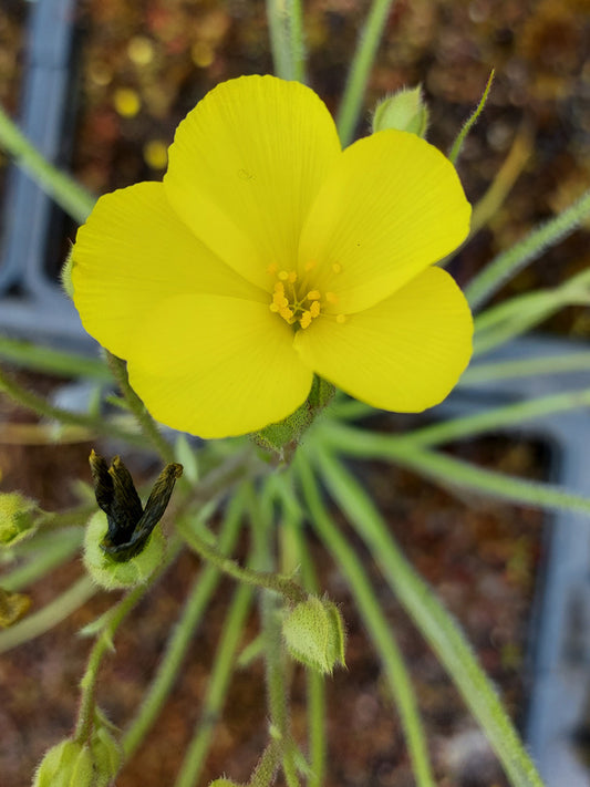 FRISCHE SAMEN von DROSOPHYLLUM LUSITANICUM
