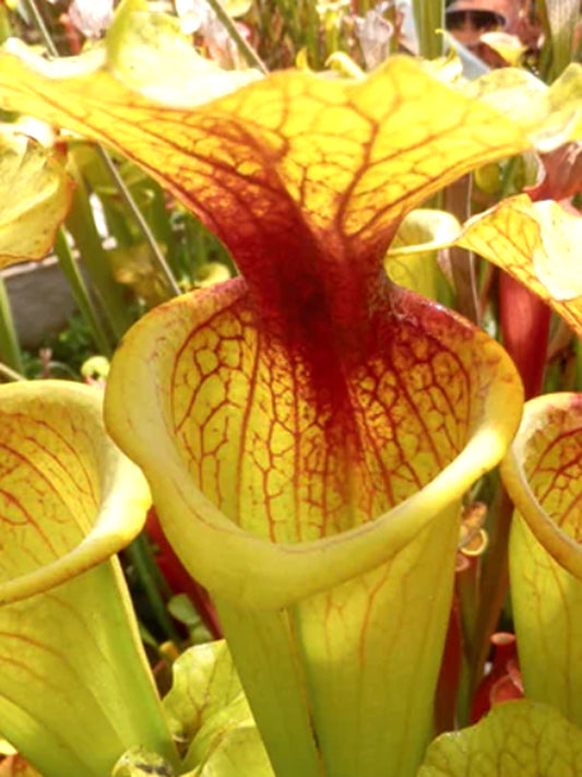 ASTA 9 : Sarracenia 'Dunes'  Medium-Large Size