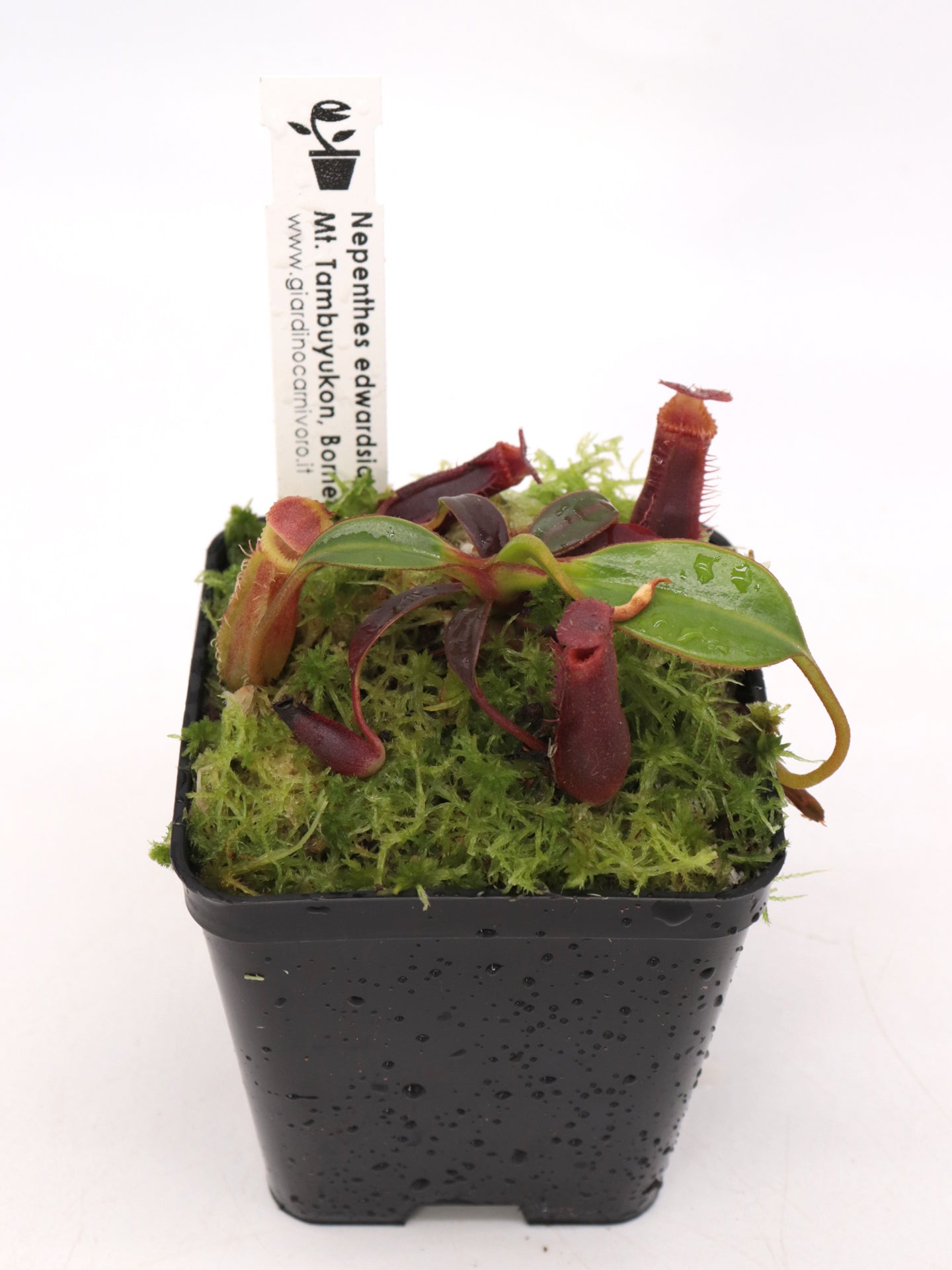 Nepenthes edwardsiana  Mount Tambuyukon