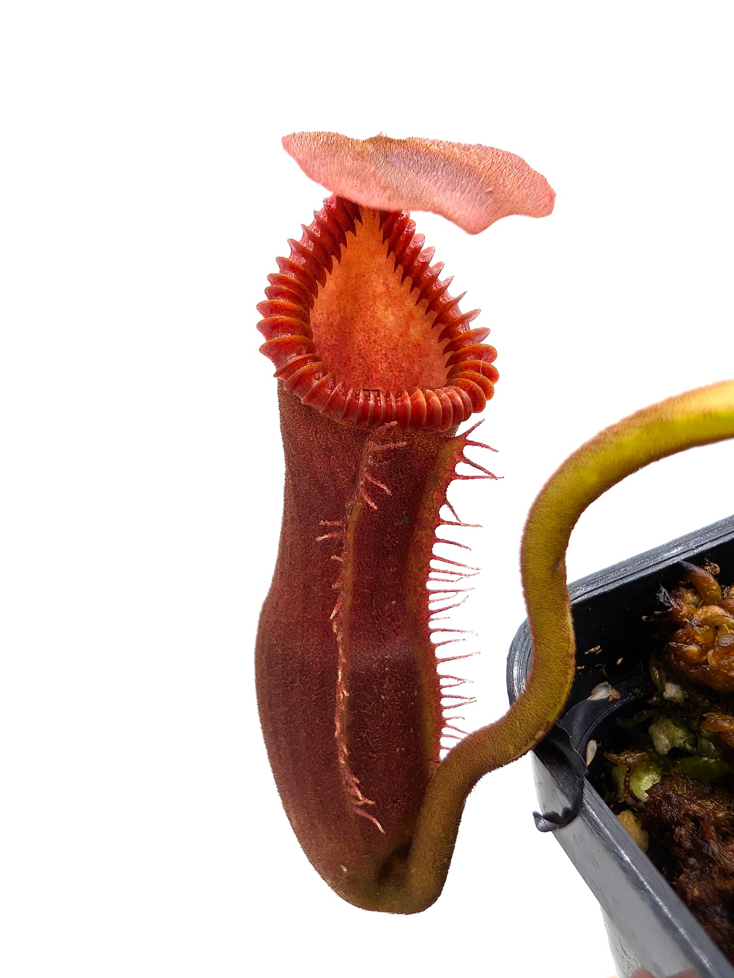 Nepenthes edwardsiana  Mount Tambuyukon