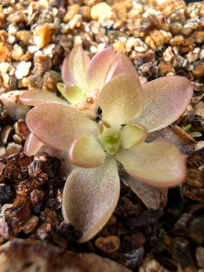 Pinguicula ehlersiae x immaculata