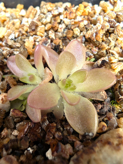Pinguicula ehlersiae x immaculata