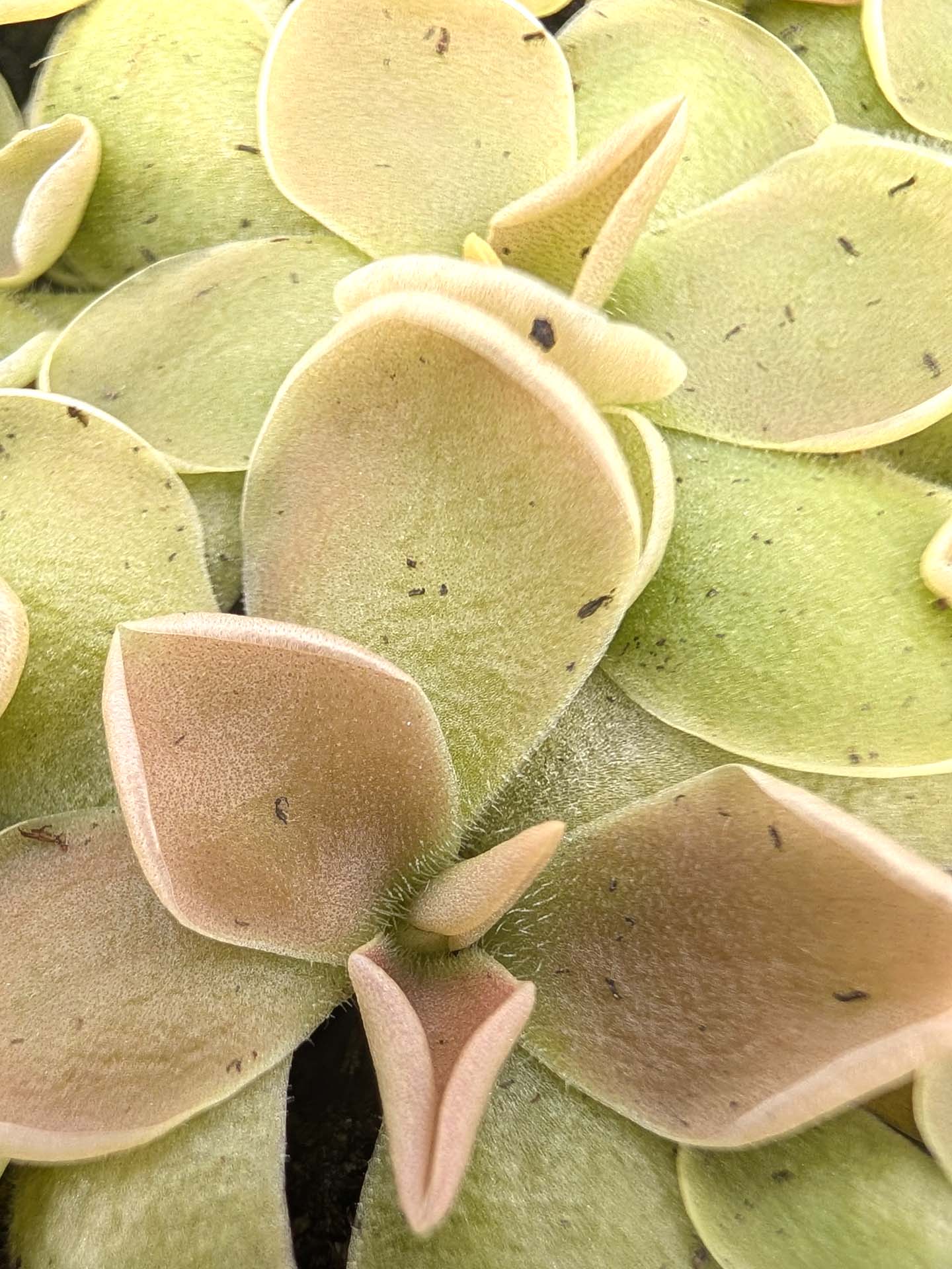 Pinguicula ehlersiae x acuminata