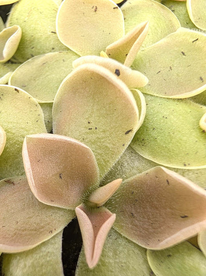 Pinguicula ehlersiae x acuminata