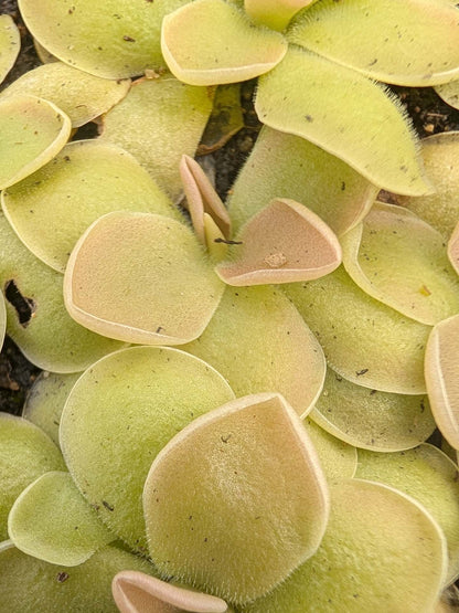 Pinguicula ehlersiae x acuminata