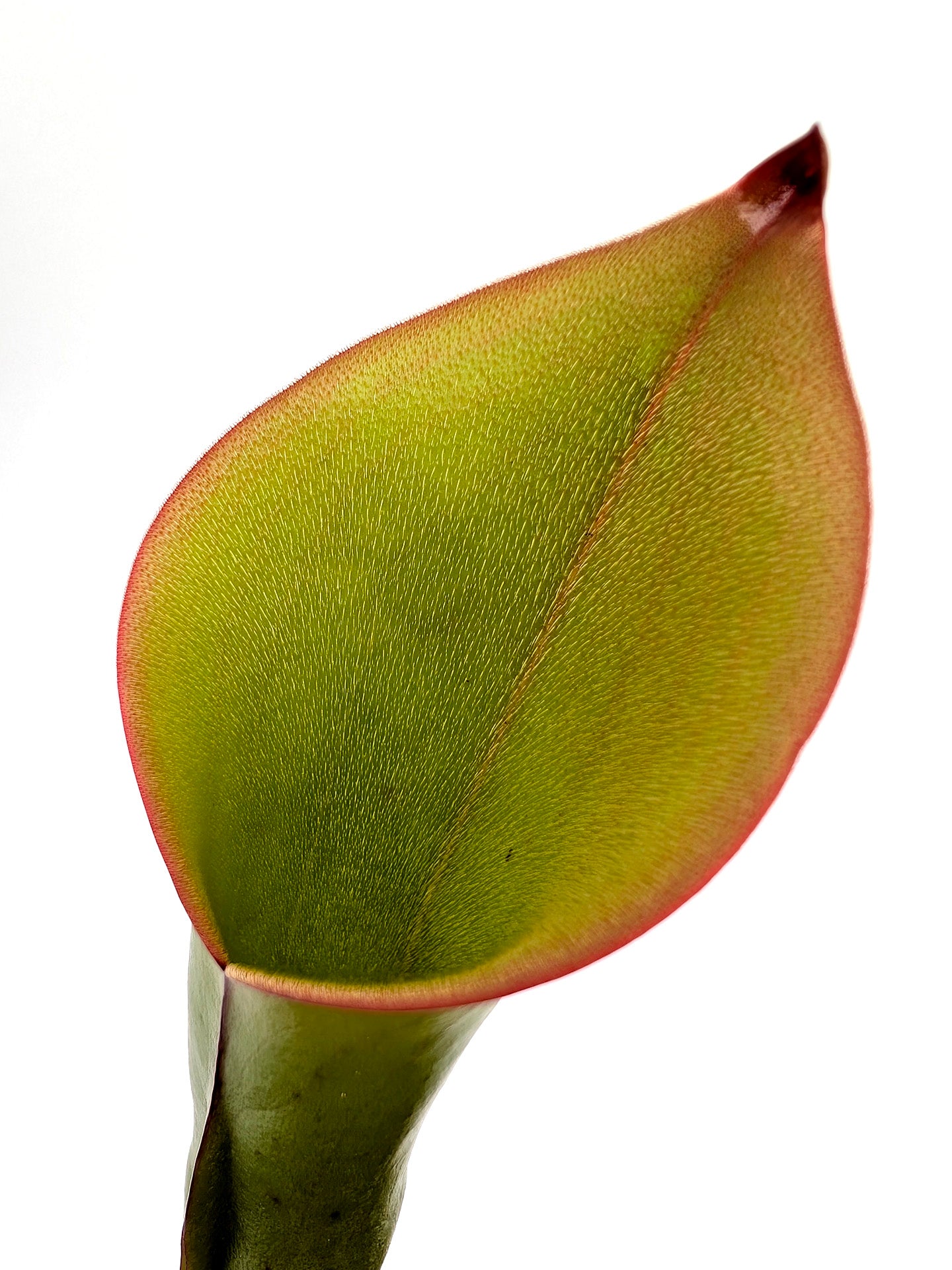 Heliamphora 'Electrum'