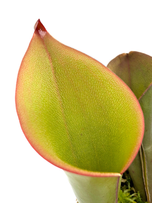 Heliamphora 'Electrum'