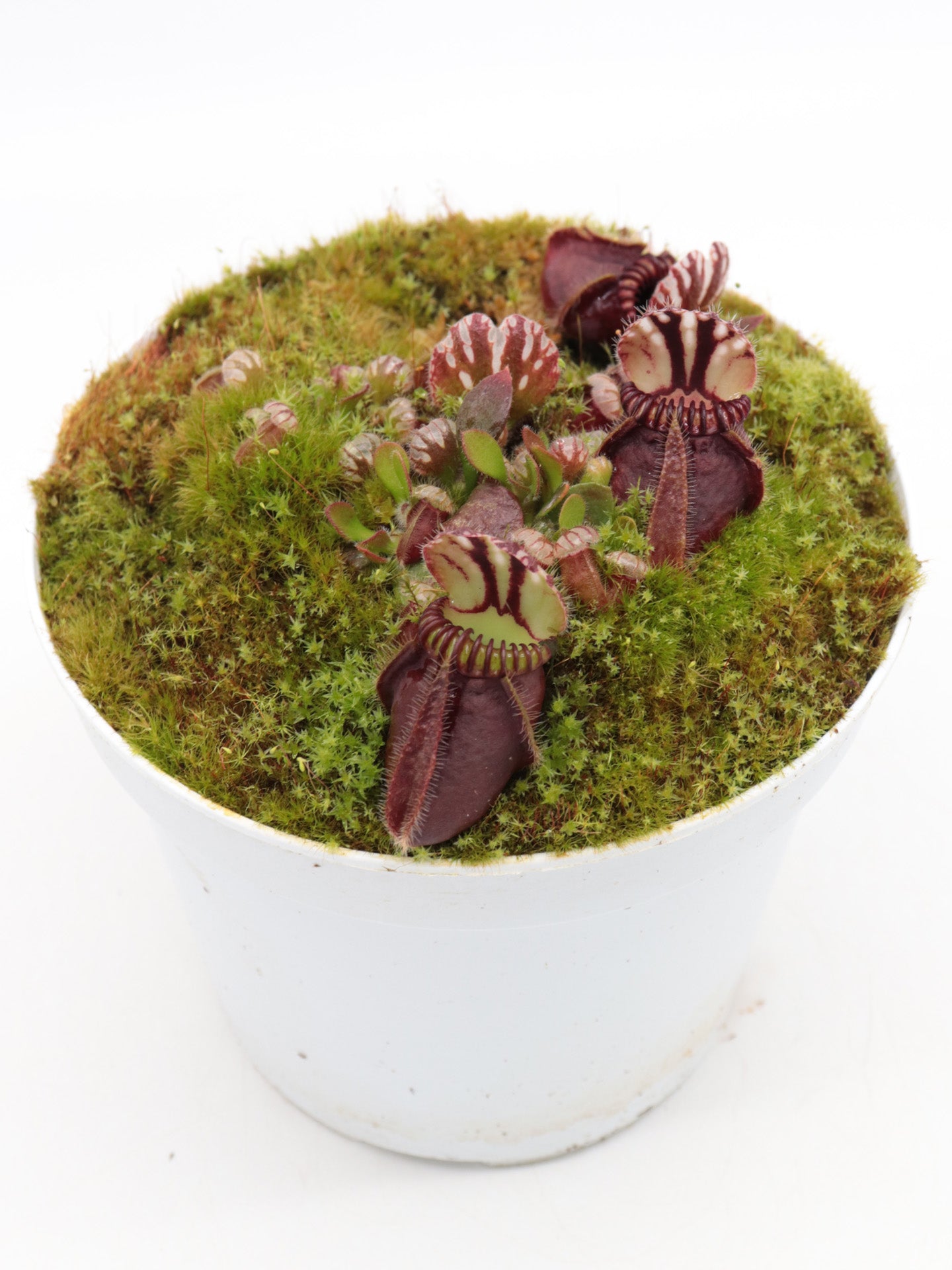 Cephalotus follicularis 'Elizabeth'