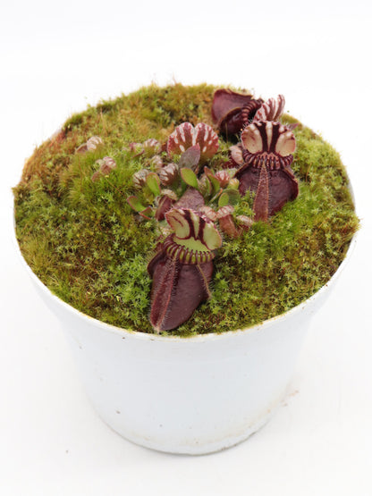 Cephalotus follicularis 'Elizabeth'