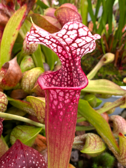 Sarracenia 'Ellie Wang'