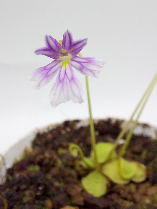 Pinguicula emarginata „Ganz grüne und kompakte Rosette“