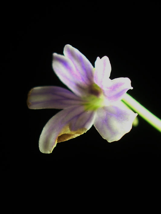 Pinguicula emarginata