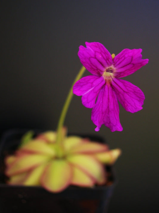 Pinguicula laueana x emarginata