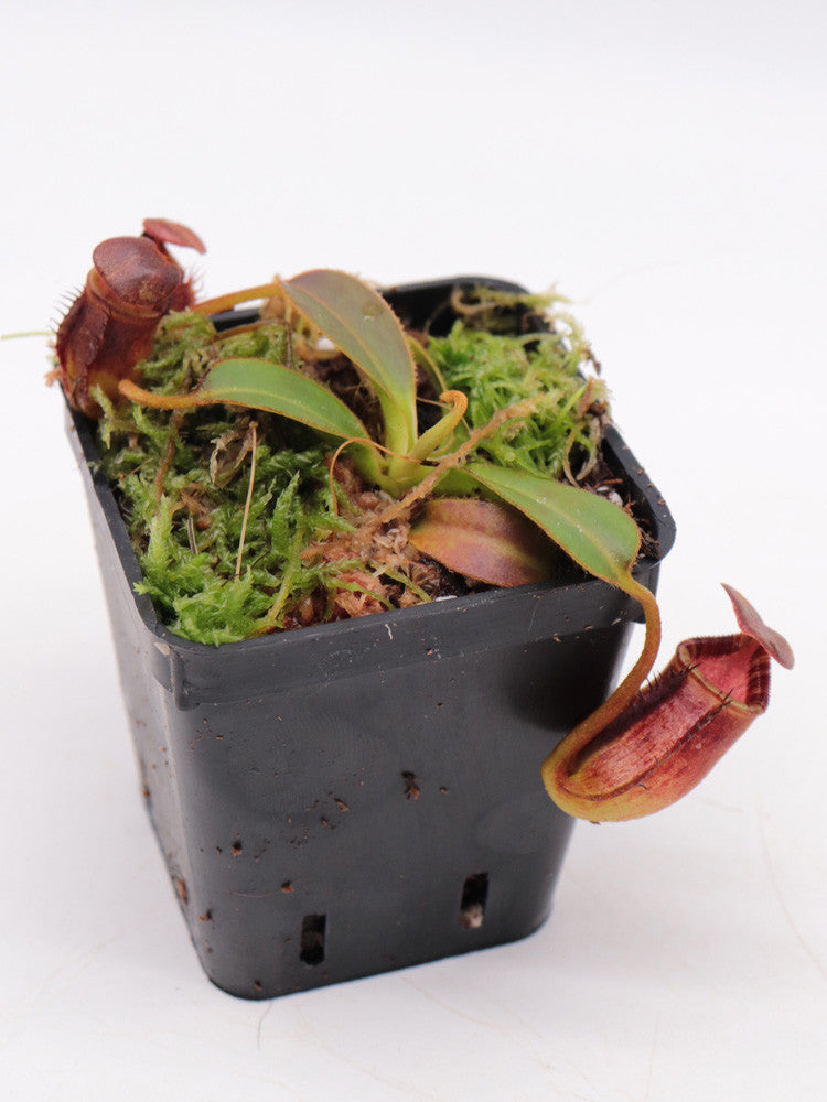 Nepenthes ephippiata Gunung Rayah, Borneo