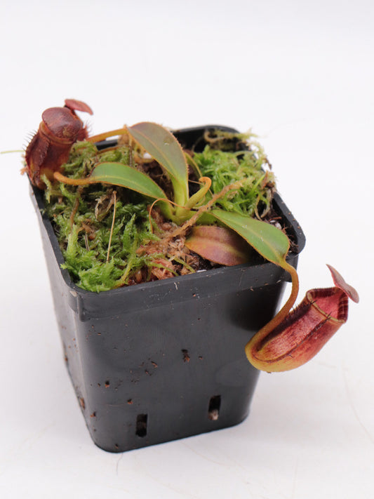Nepenthes ephippiata Gunung Rayah, Borneo