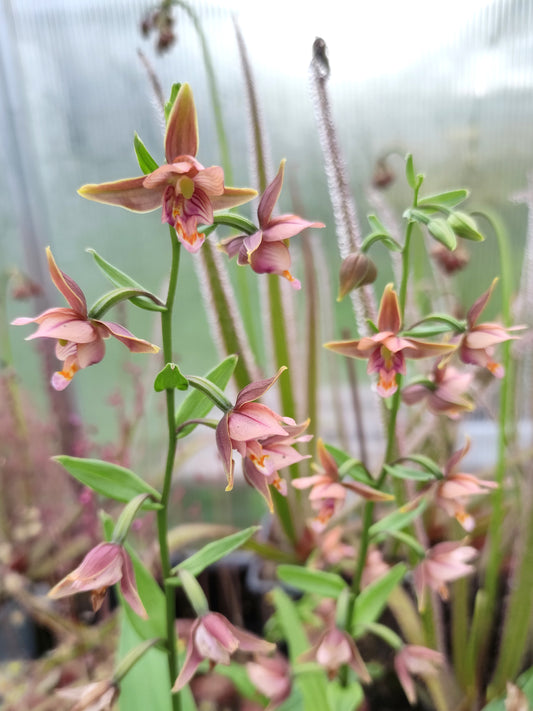 Epipactis sabine
