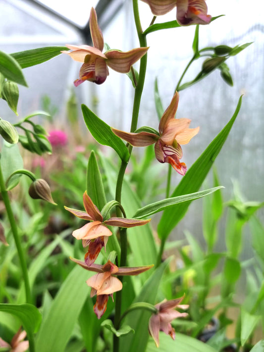 Epipactis sabine