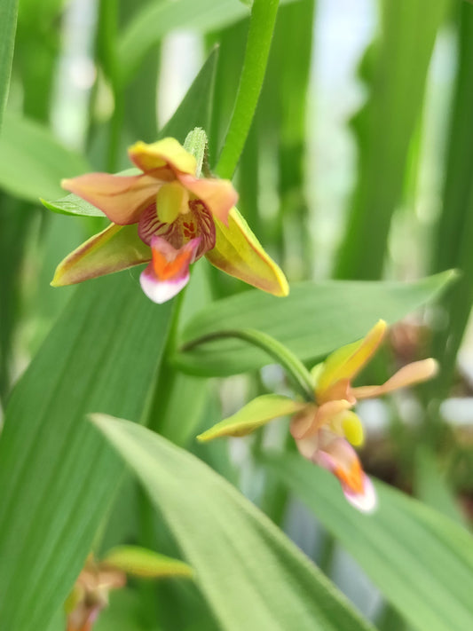 Epipactis thumbergii x gigantea red leaves