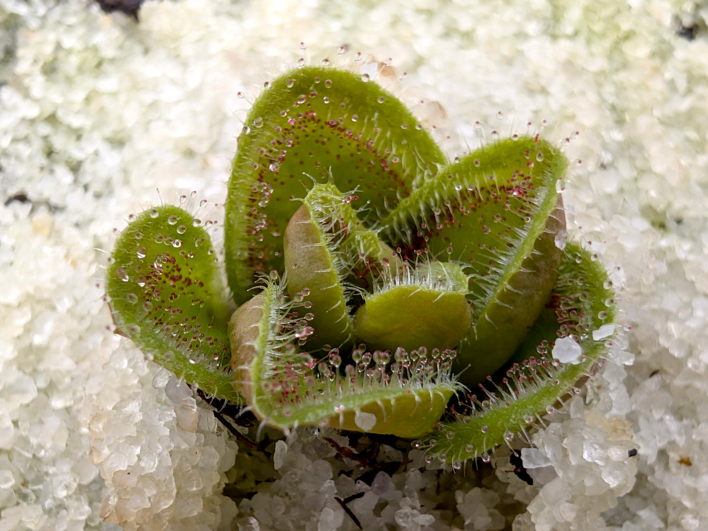 Drosera erythrorhiza squamosa "Sand form" x "Laterite Growing Form"