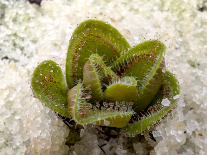 Drosera erythrorhiza squamosa "Sand form" x "Laterite Growing Form"
