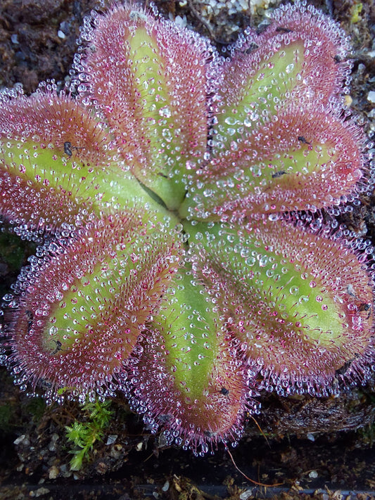 Drosera erythrorhiza squamosa "Laterite growing"