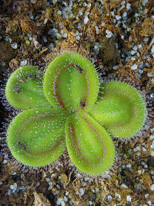 Drosera erythrorhiza