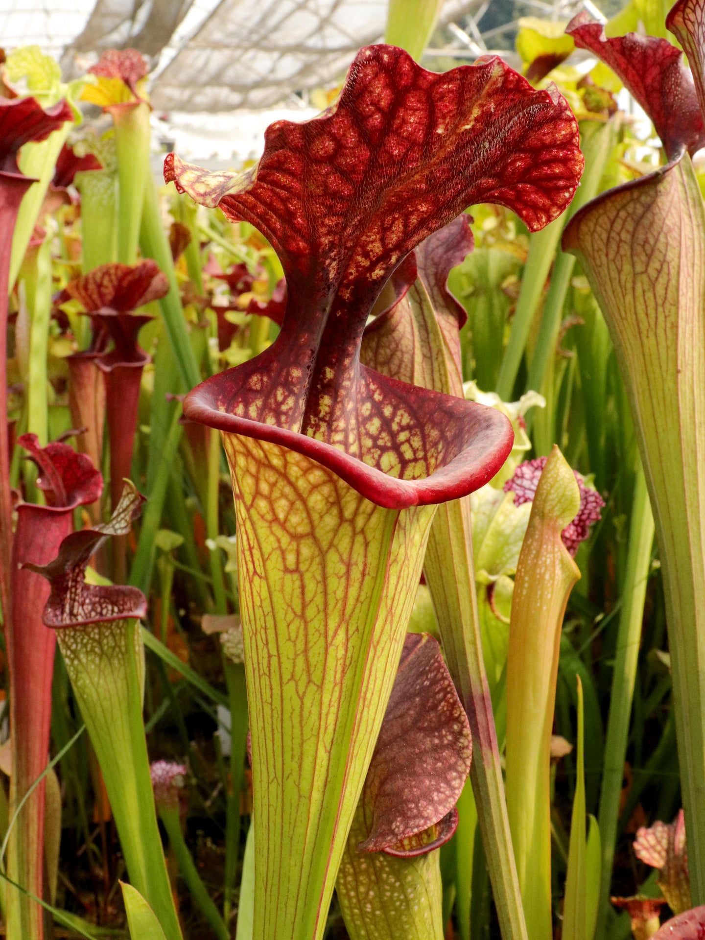 Sarracenia x moorei ' Esme Cowlard '  H192 MK