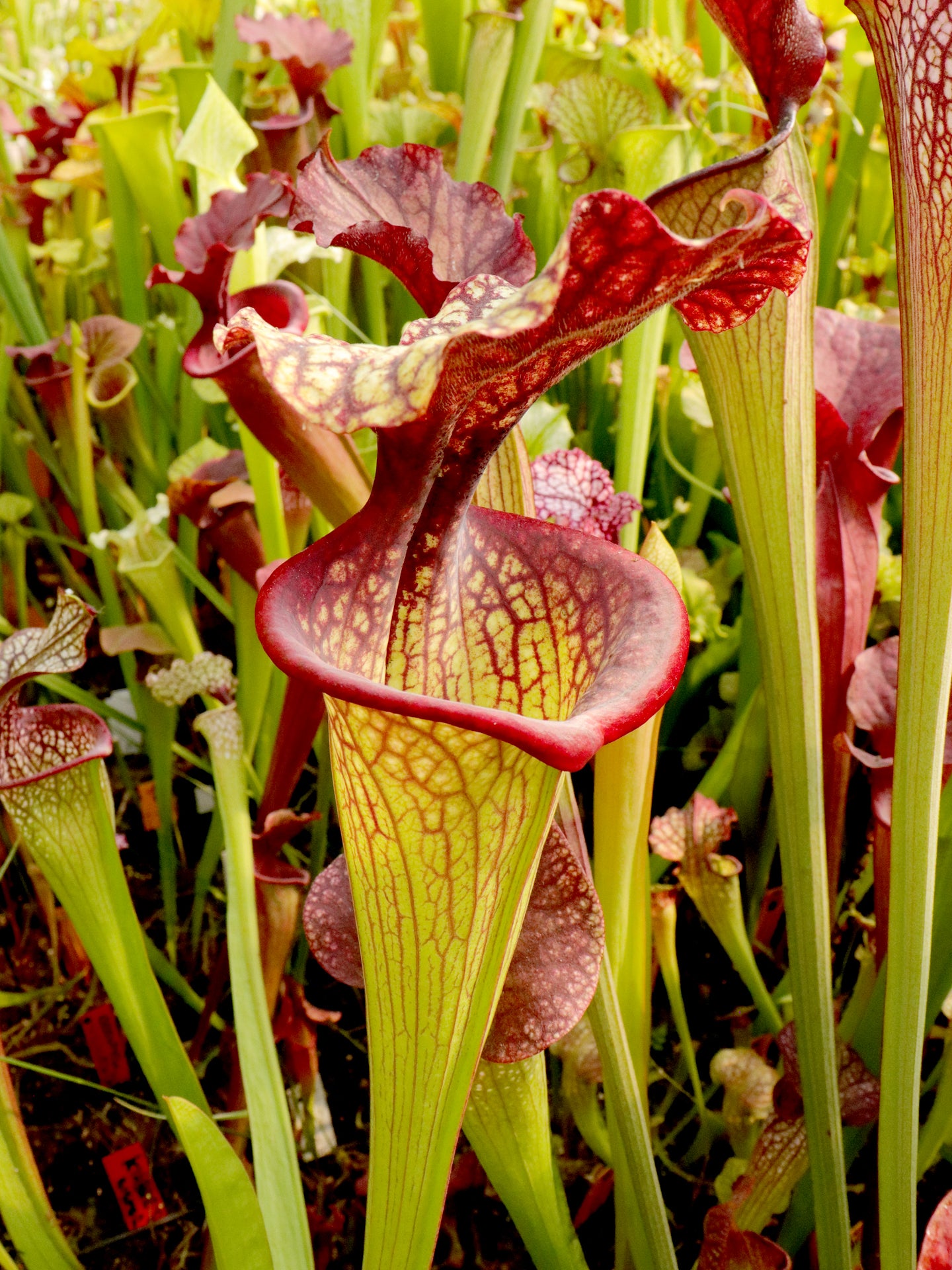 Sarracenia x moorei ' Esme Cowlard '  H192 MK