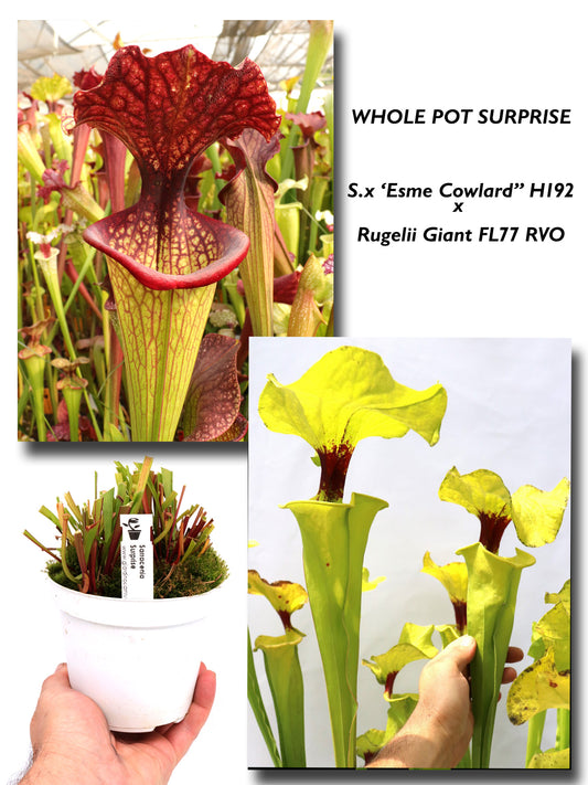S.x „Esme Cowlard“ H192 MK x Rugelii „Giant“ FL77 RVO GC SEEDGROWN
