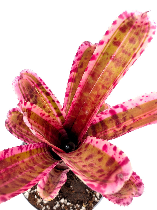 Neoregelia Esperanza