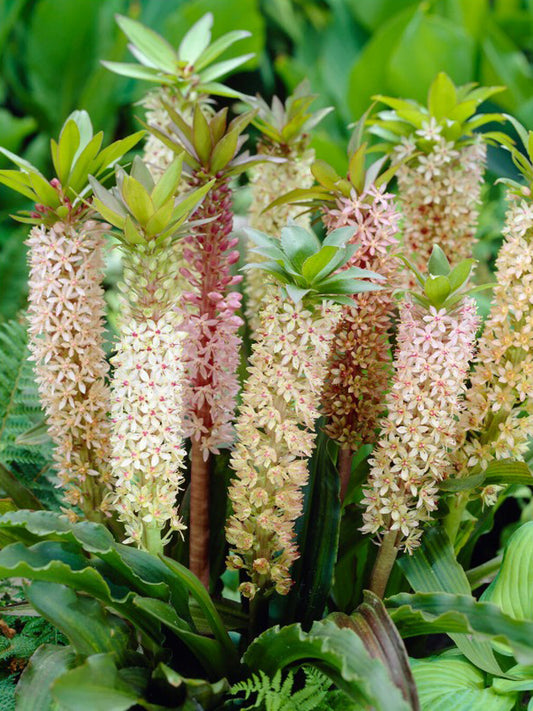 Eucomis comosa 'XXL'