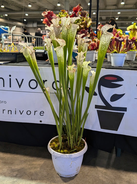 AUKTION 10: Sarracenia leucophylla „Everest“ L25 GC ML Größe