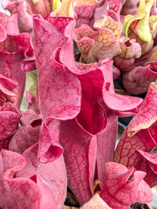 Sarracenia 'Ewelina'