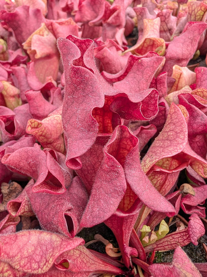 Sarracenia 'Ewelina'