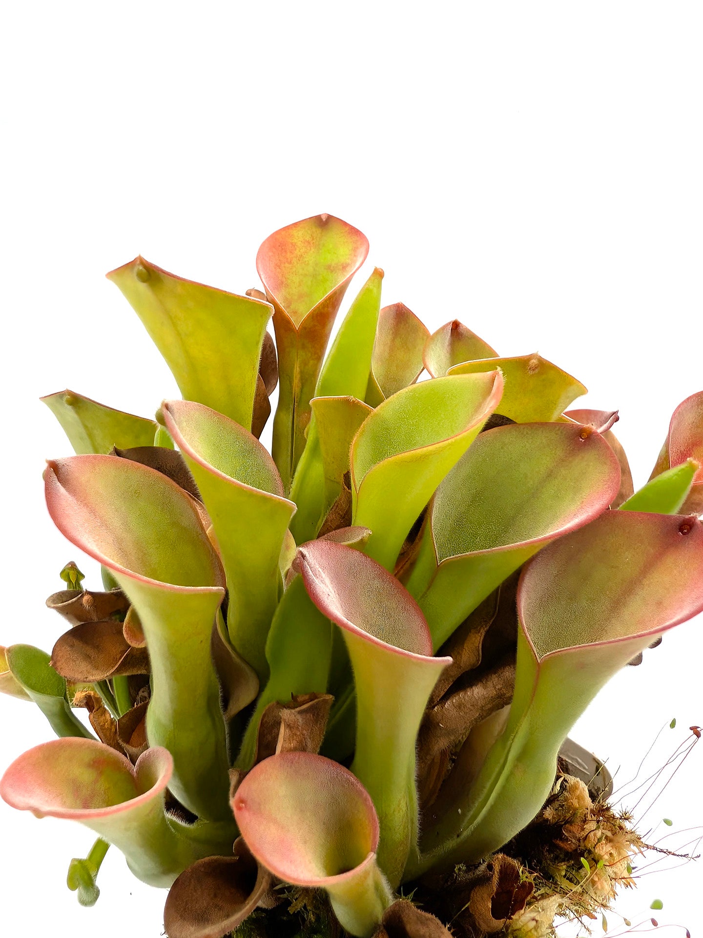 Heliamphora exappendiculata  Apacapa Tepui