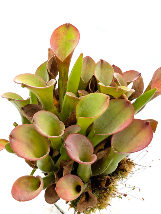 Heliamphora exappendiculata  Apacapa Tepui
