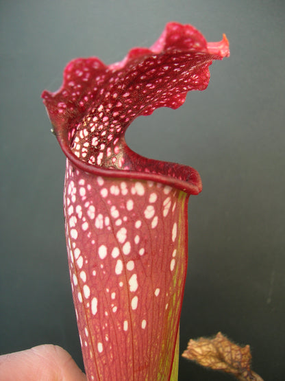 Sarracenia x excellens  Marsure clone