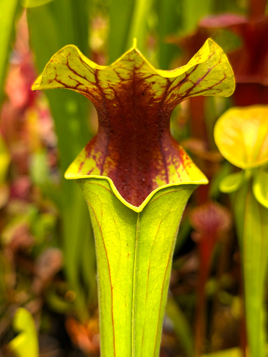 Sarracenia flava var. ornata "Extreme Red Throat"