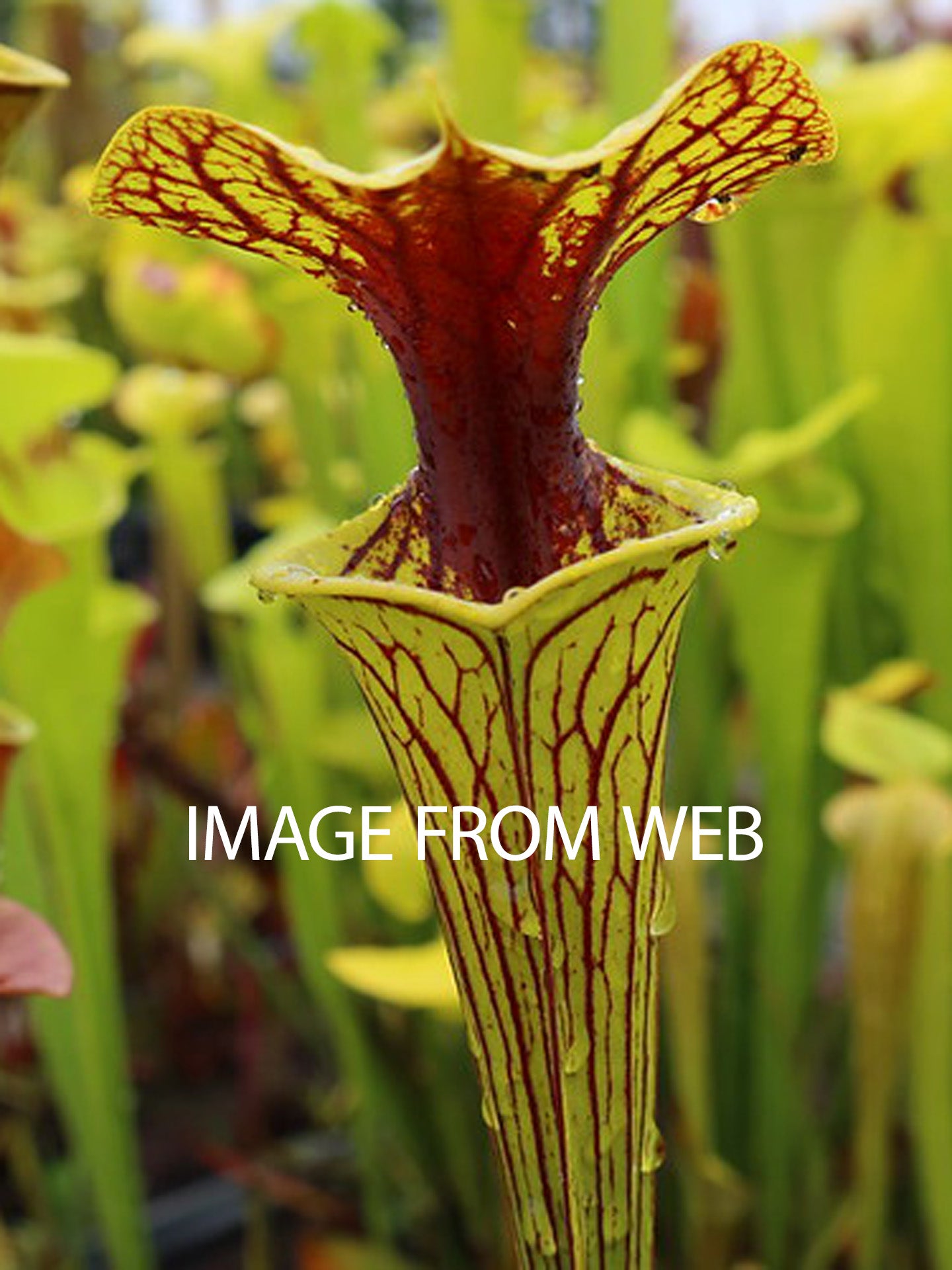 Sarracenia flava var. ornata "Extreme Red Throat"