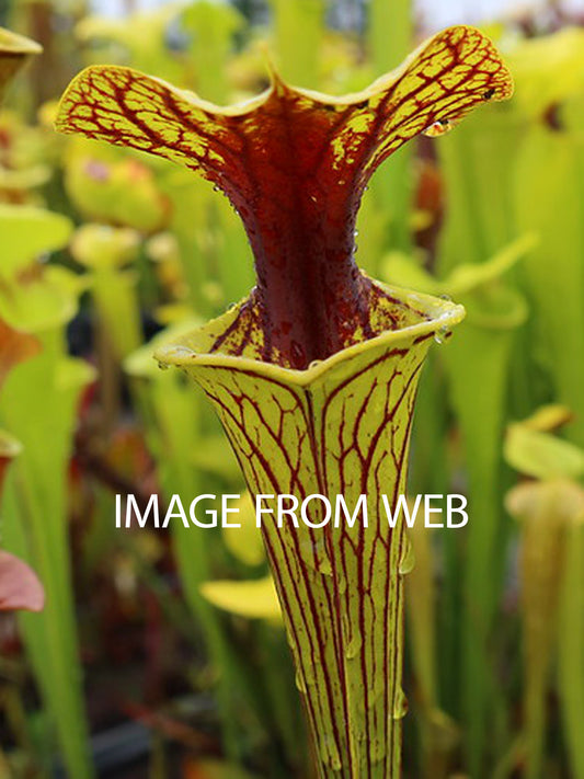Sarracenia flava var. ornata "Extreme Red Throat"