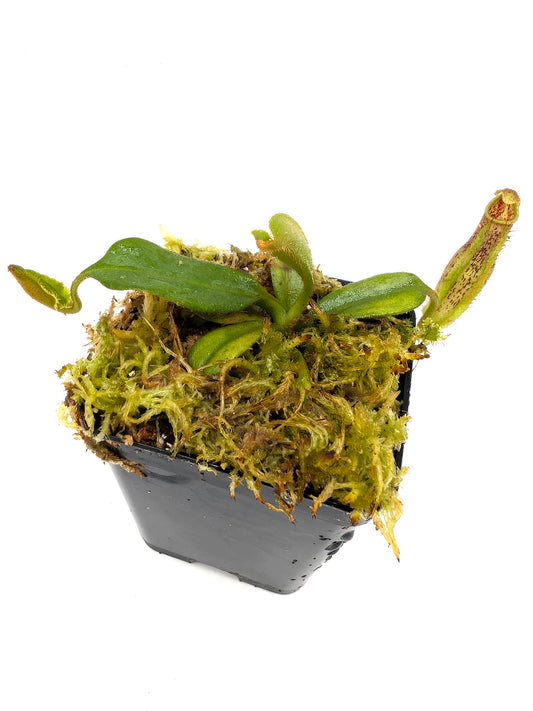 Nepenthes eymae x tenuis