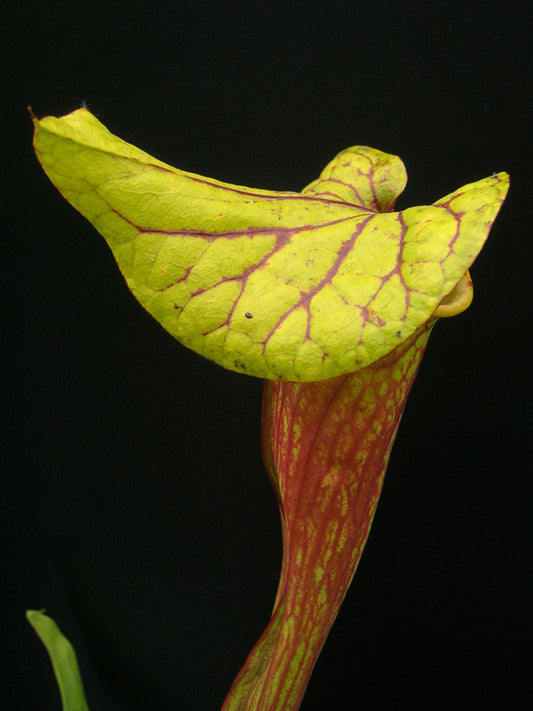 Sarracenia flava var. ornata  F122 MK