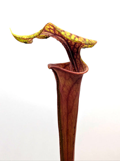 Sarracenia flava var. rubricorpora F151 MK "Red Dragon"
