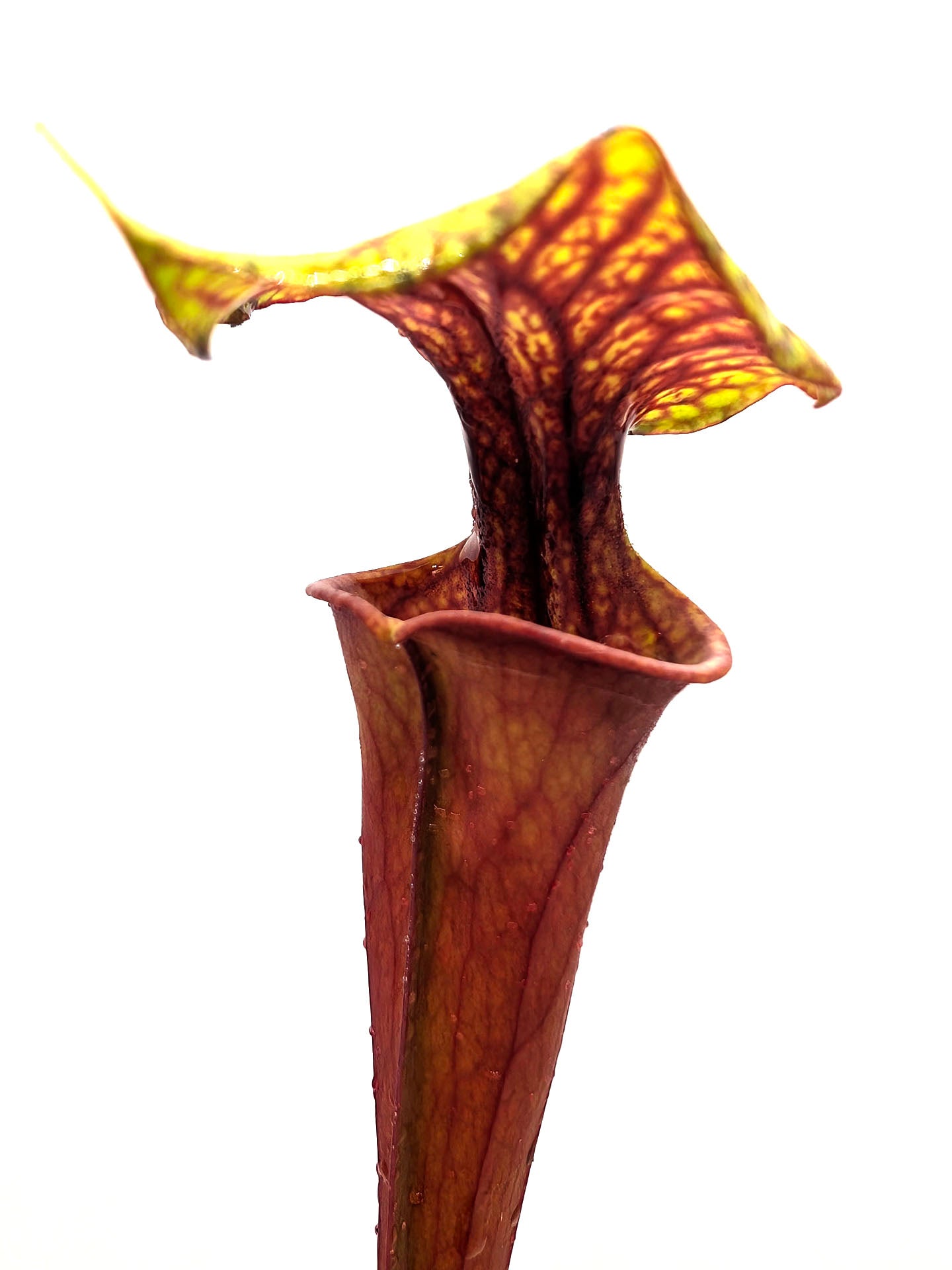 Sarracenia flava var. rubricorpora F151 MK "Red Dragon"