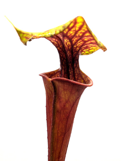 Sarracenia flava var. rubricorpora F151 MK "Red Dragon"