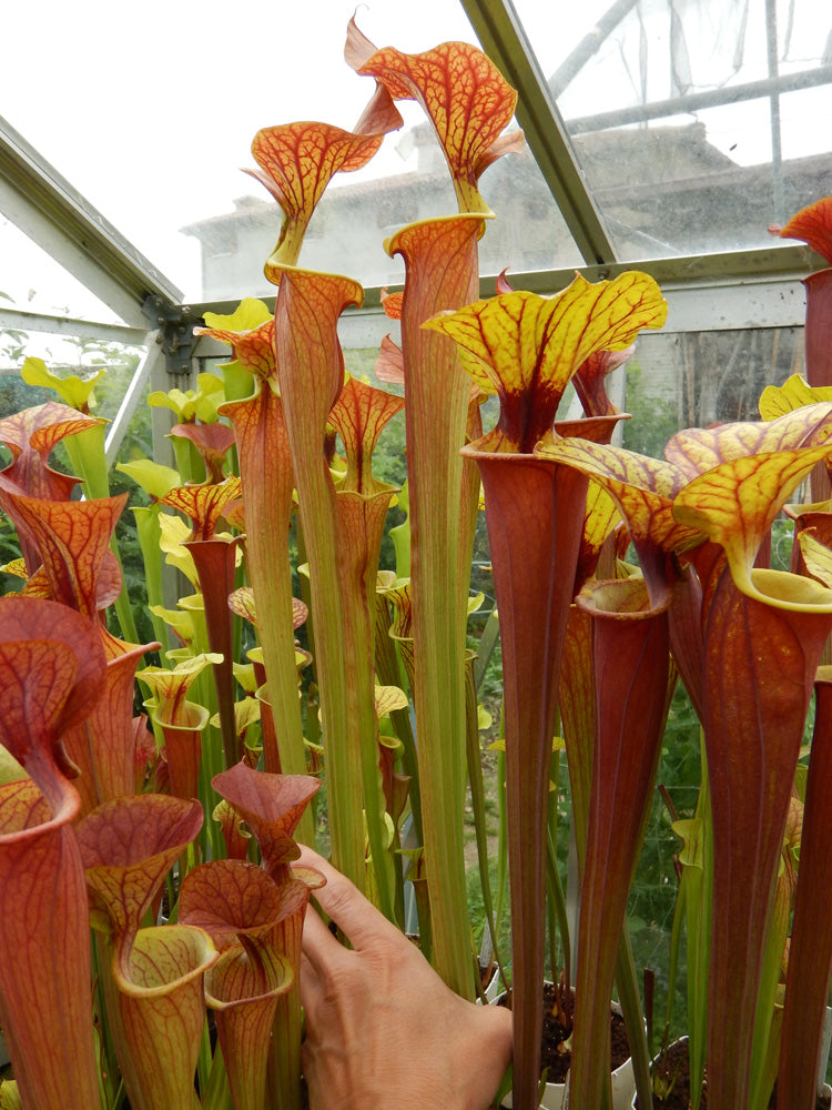 Sarracenia var. cuprea F153 MK  "Very large form" Phil Sheridan